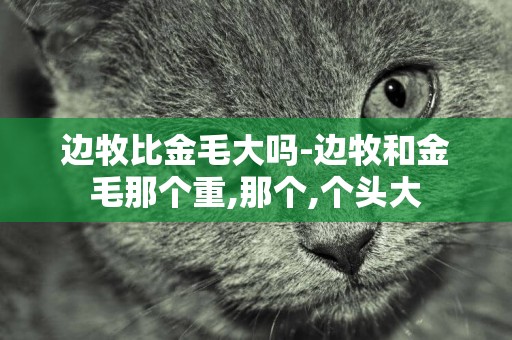 邊牧比金毛大嗎-邊牧和金毛那個重,那個,個頭大