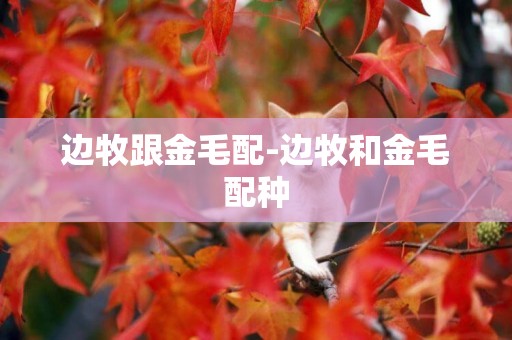 邊牧跟金毛配-邊牧和金毛配種