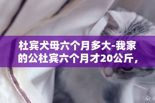 杜賓犬母六個月多大-我家的公杜賓六個月才20公斤，是不是太瘦了？