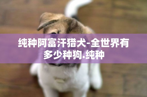 純種阿富汗獵犬-全世界有多少種狗.純種