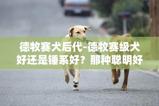 德牧賽犬后代-德牧賽級犬好還是錘系好？那種聰明好訓練