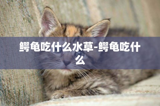 鱷龜吃什么水草-鱷龜吃什么