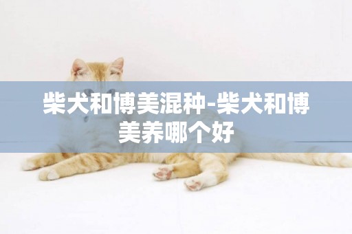 柴犬和博美混種-柴犬和博美養哪個好