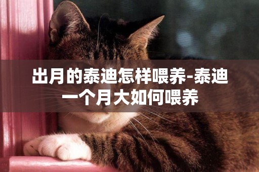 出月的泰迪怎樣喂養-泰迪一個月大如何喂養