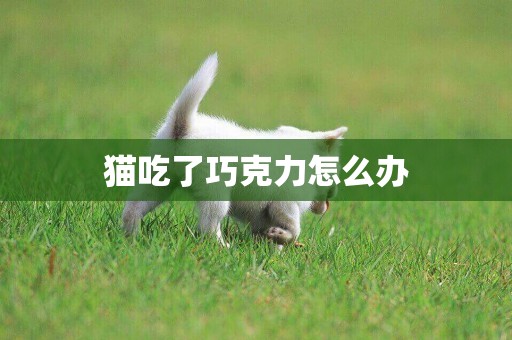 貓吃了巧克力怎么辦