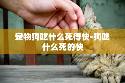 寵物狗吃什么死得快-狗吃什么死的快