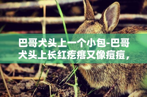 巴哥犬頭上一個小包-巴哥犬頭上長紅疙瘩又像痘痘，請問該怎么治療？
