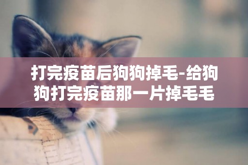 打完疫苗后狗狗掉毛-給狗狗打完疫苗那一片掉毛毛
