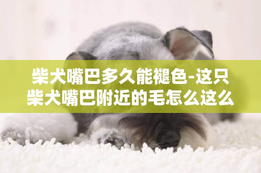 柴犬嘴巴多久能褪色-這只柴犬嘴巴附近的毛怎么這么黑