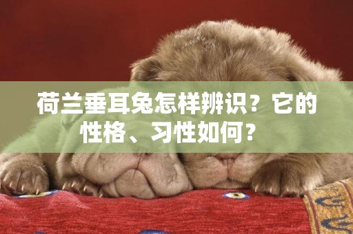荷蘭垂耳兔怎樣辨識？它的性格、習性如何？ 