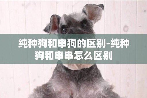純種狗和串狗的區別-純種狗和串串怎么區別