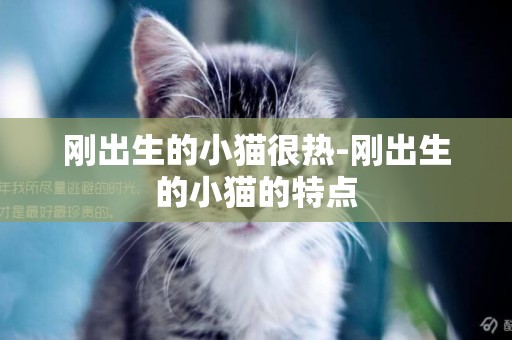 剛出生的小貓很熱-剛出生的小貓的特點