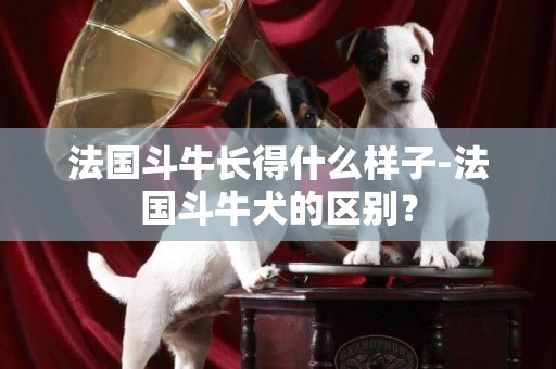 法國斗牛長得什么樣子-法國斗牛犬的區別？