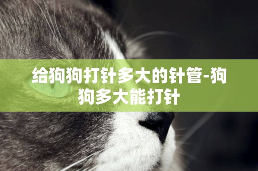 給狗狗打針多大的針管-狗狗多大能打針