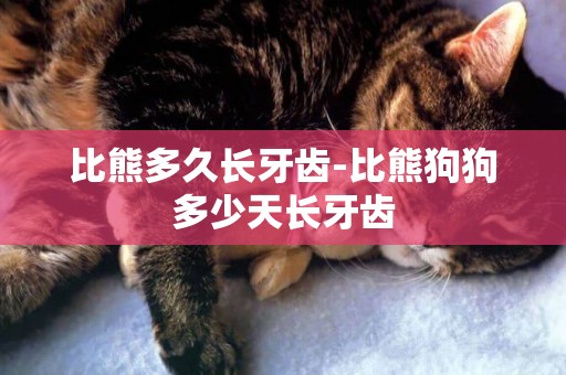 比熊多久長牙齒-比熊狗狗多少天長牙齒