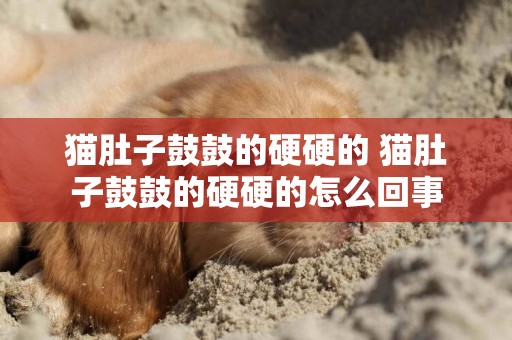 貓肚子鼓鼓的硬硬的 貓肚子鼓鼓的硬硬的怎么回事