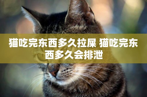 貓吃完東西多久拉屎 貓吃完東西多久會排泄