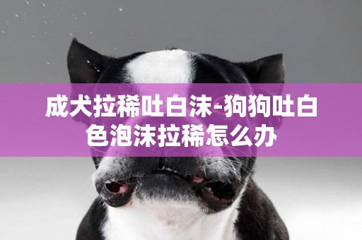 成犬拉稀吐白沫-狗狗吐白色泡沫拉稀怎么辦