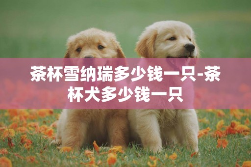 茶杯雪納瑞多少錢一只-茶杯犬多少錢一只
