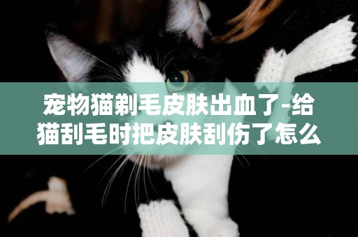 寵物貓剃毛皮膚出血了-給貓刮毛時把皮膚刮傷了怎么辦