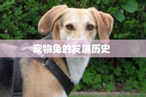 寵物兔的發展歷史 