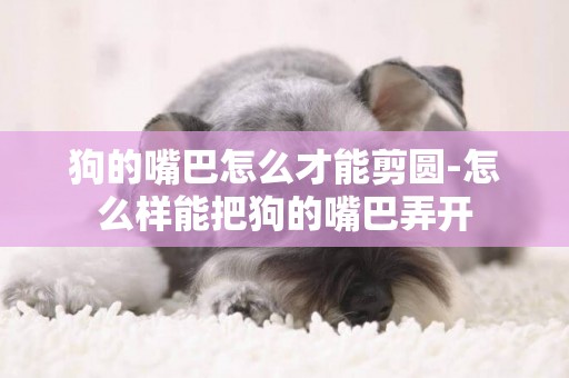 狗的嘴巴怎么才能剪圓-怎么樣能把狗的嘴巴弄開