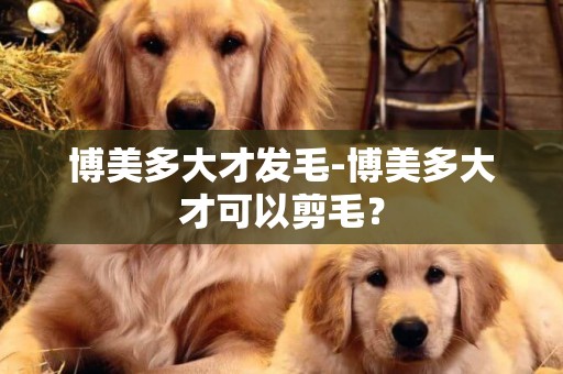 博美多大才發毛-博美多大才可以剪毛？