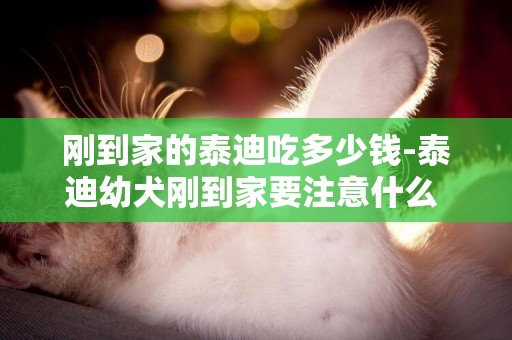 剛到家的泰迪吃多少錢-泰迪幼犬剛到家要注意什么 狗狗剛到家的注意事項