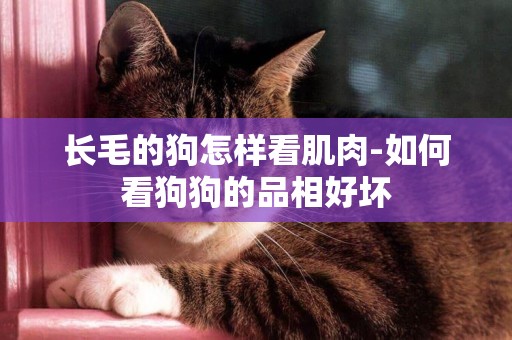 長毛的狗怎樣看肌肉-如何看狗狗的品相好壞