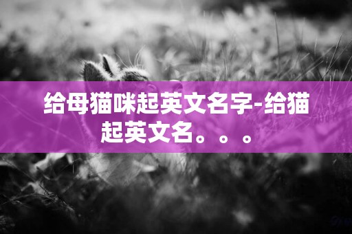 給母貓咪起英文名字-給貓起英文名。。。