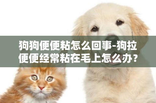 狗狗便便粘怎么回事-狗拉便便經常粘在毛上怎么辦？