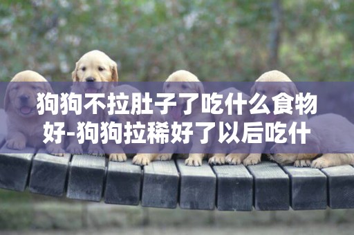 狗狗不拉肚子了吃什么食物好-狗狗拉稀好了以后吃什么