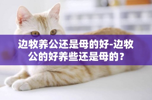 邊牧養公還是母的好-邊牧公的好養些還是母的？