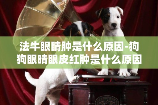 法牛眼睛腫是什么原因-狗狗眼晴眼皮紅腫是什么原因