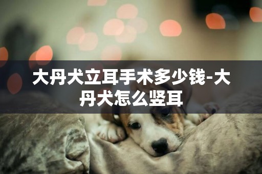 大丹犬立耳手術多少錢-大丹犬怎么豎耳