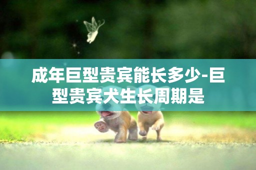 成年巨型貴賓能長多少-巨型貴賓犬生長周期是