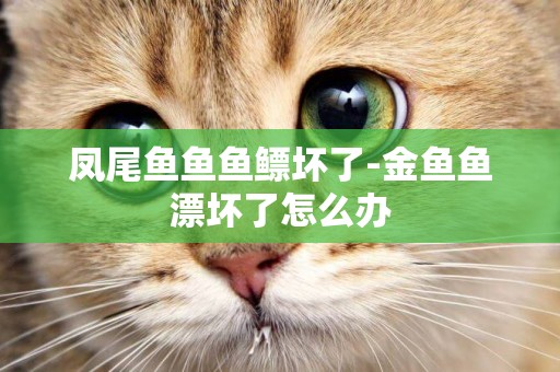 鳳尾魚魚魚鰾壞了-金魚魚漂壞了怎么辦