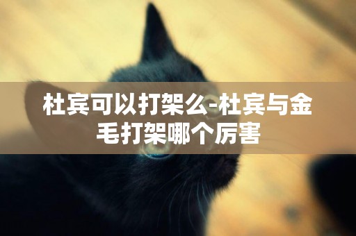 杜賓可以打架么-杜賓與金毛打架哪個厲害