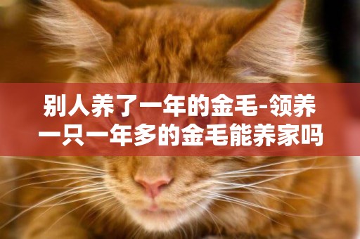 別人養了一年的金毛-領養一只一年多的金毛能養家嗎?