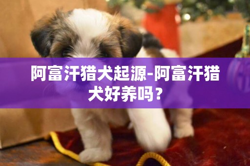 阿富汗獵犬起源-阿富汗獵犬好養嗎？