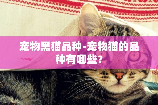 寵物黑貓品種-寵物貓的品種有哪些？