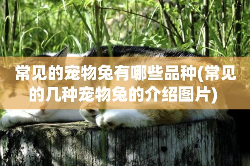 常見的寵物兔有哪些品種(常見的幾種寵物兔的介紹圖片) 