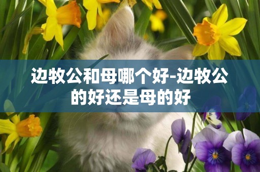 邊牧公和母哪個好-邊牧公的好還是母的好