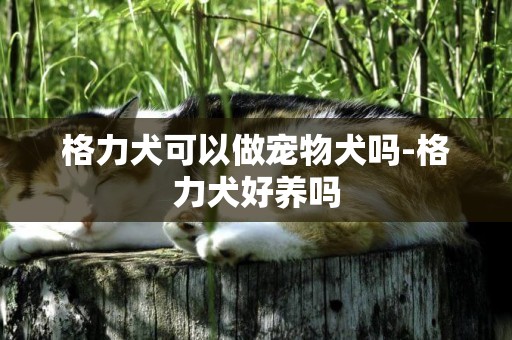 格力犬可以做寵物犬嗎-格力犬好養嗎