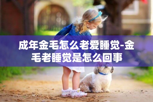 成年金毛怎么老愛睡覺-金毛老睡覺是怎么回事