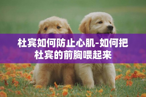 杜賓如何防止心肌-如何把杜賓的前胸喂起來