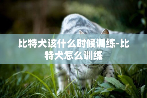 比特犬該什么時候訓練-比特犬怎么訓練