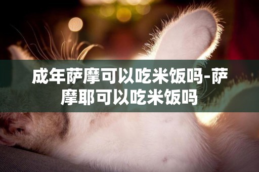 成年薩摩可以吃米飯嗎-薩摩耶可以吃米飯嗎