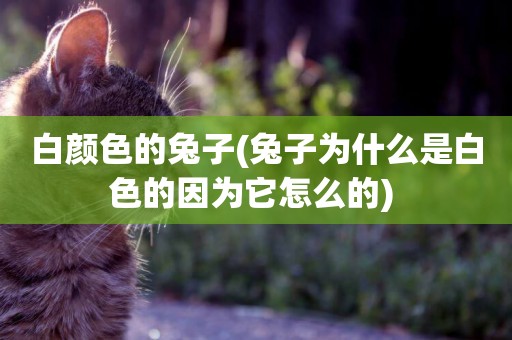 白顏色的兔子(兔子為什么是白色的因為它怎么的) 