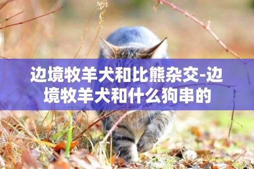 邊境牧羊犬和比熊雜交-邊境牧羊犬和什么狗串的